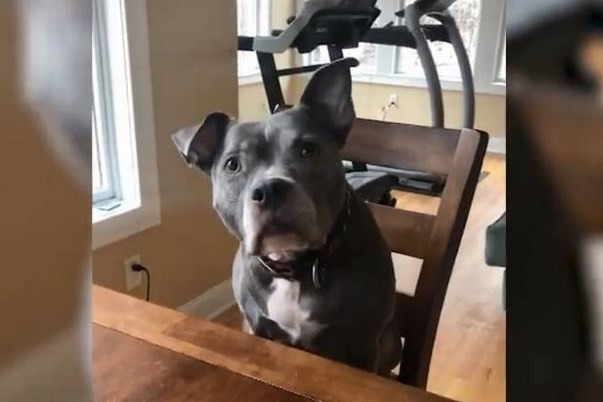 La sorpresiva reacción de un perro cuando su dueño le dice que se curó del cáncer | Redes