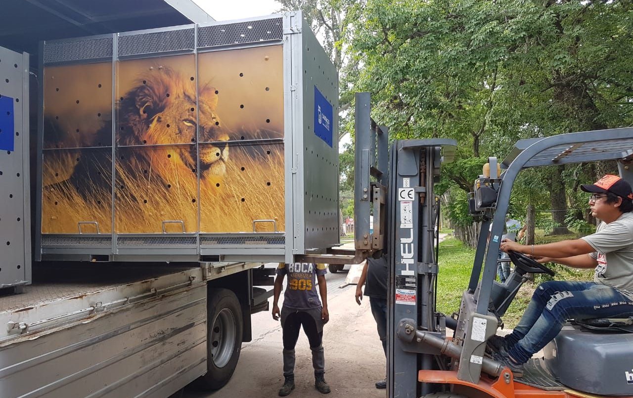 Santiago del Estero: trasladarán a los leones del zoo a un santuario en Sudáfrica | Actualidad