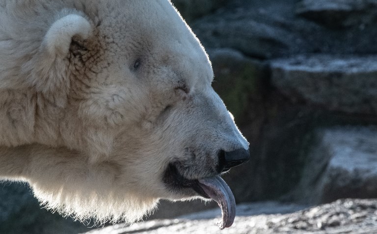Alerta en Rusia por una invasión de osos polares agresivos en un pueblo | Internacionales