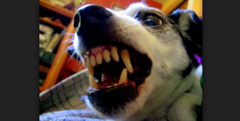 Un perro fuera de control atacó a una chica, le dieron 40 puntos de sutura | Actualidad