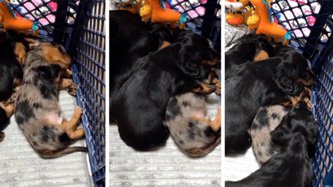 Video viral: el perrito que tuvo un "mal sueño" y fue consolado por otros cachorros | Redes