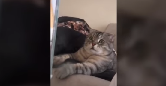 Video: un gato ve cómo dos leones devoran a su presa y su reacción es todo | Redes