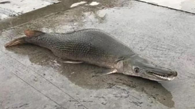 La misteriosa criatura acuática que causó pánico en China: "cuerpo de tortuga y cabeza de reptil" | Internacionales