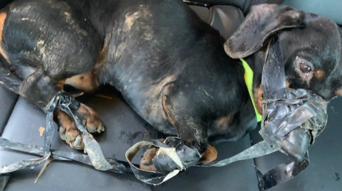Dejó a su perro salchicha abandonado y atado con cinta | Internacionales