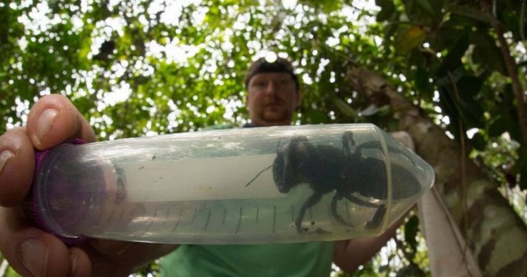 Hallan la abeja más grande del mundo, a la que creían extinguida | Curiosidades