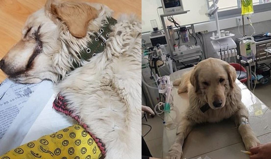 Pura maldad: le cortó la boca a su perro para que se parezca a "El Guasón" | Redes