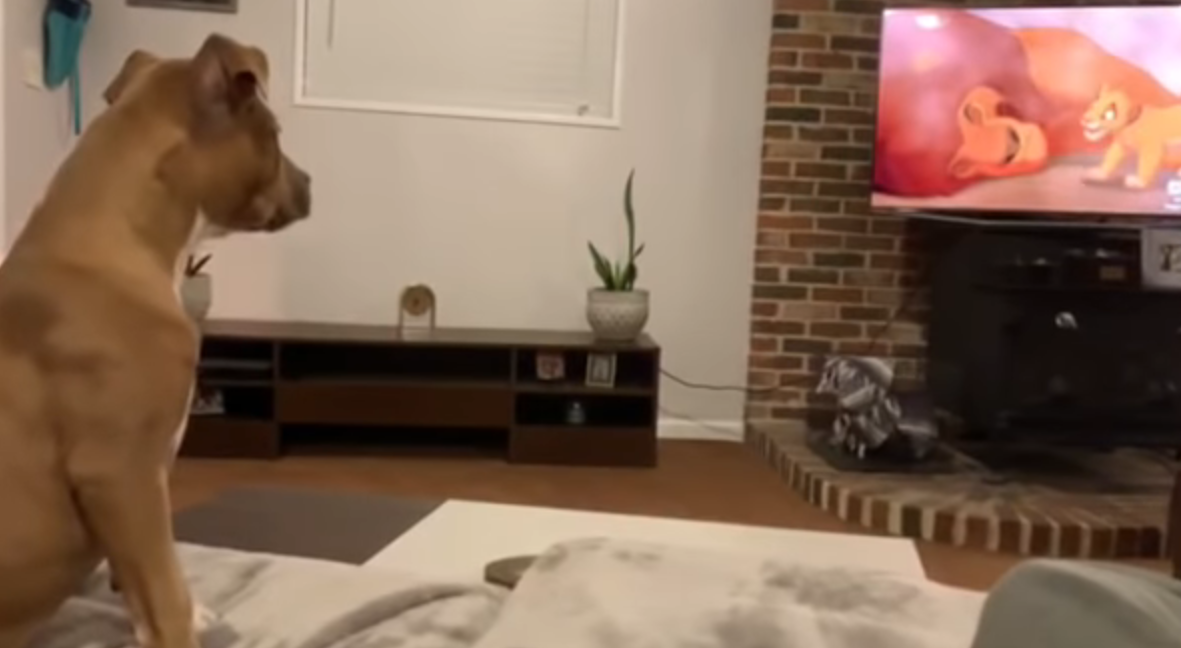 Ternura total: el perro que llora al ver la muerte de Mufasa en El Rey león | Redes