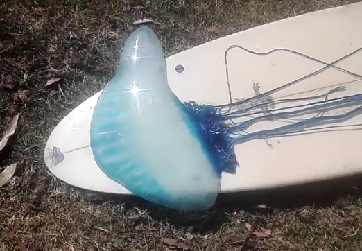 Video: la "medusa" venenosa de 2,5 metros que asustó a un surfista | Redes