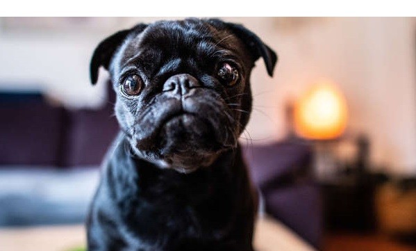 Debía impuestos, le confiscaron la perra y la vendieron por internet | Internacionales