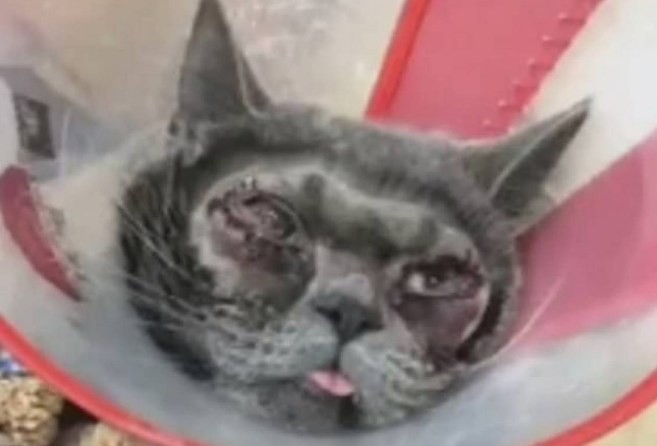 China: una mujer operó a su gato porque tenía "los ojos feos" | Curiosidades