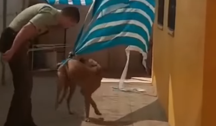 Emocionante rescate: un carabinero ayudó a un perro atrapado en una tela | Redes