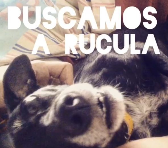 Video: una familia de Don Torcuato ofrece 30 mil pesos de recompensa por su perra robada | Redes