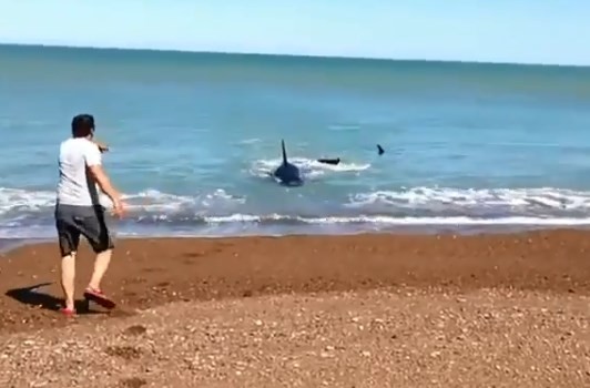 Video: las tres orcas que sorprenden a un turista en la costa de Puerto Madryn | Redes