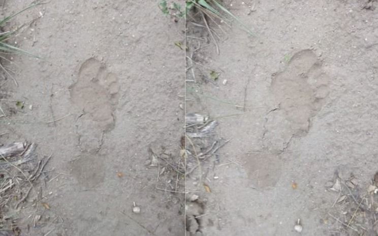 Denuncian que un gorila anda suelto por las calles de un pueblo puntano | Actualidad
