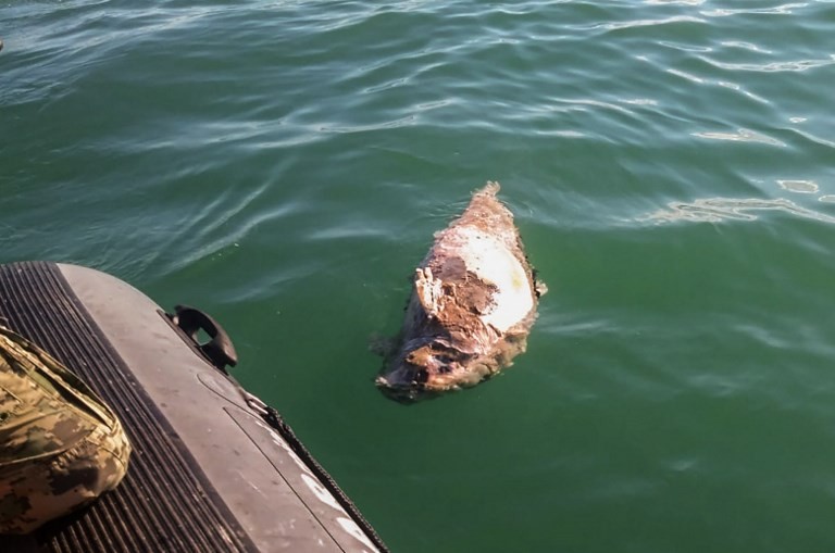 Murió atrapada en una red una vaquita marina, especie en peligro de extinción | Internacionales