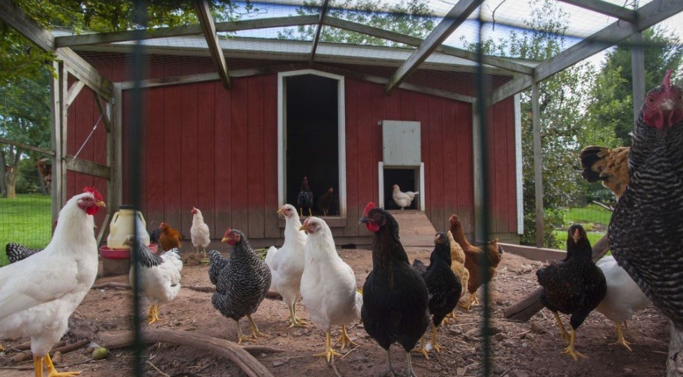 Gallinas mataron a un zorro que se metió en su gallinero | Curiosidades