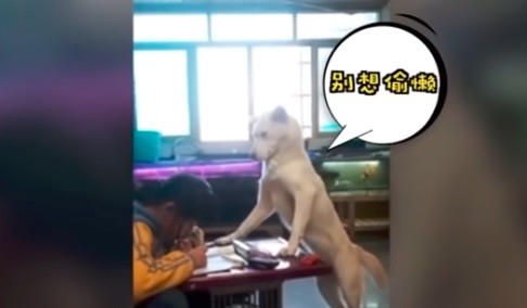 Video viral: el perro que vigila que la nena haga los deberes del colegio | Redes
