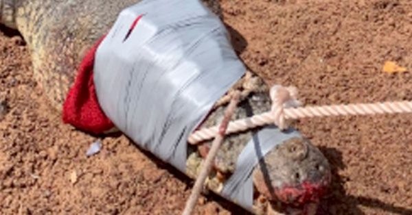 "Metieron preso" a un cocodrilo que se comió 12 perros en Australia | Curiosidades