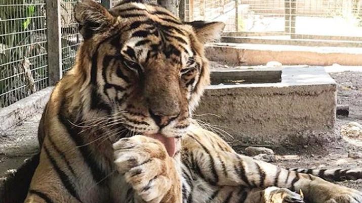 Trasladaron al tigre y al león del zoo de Santiago del Estero a Sudáfrica | Actualidad