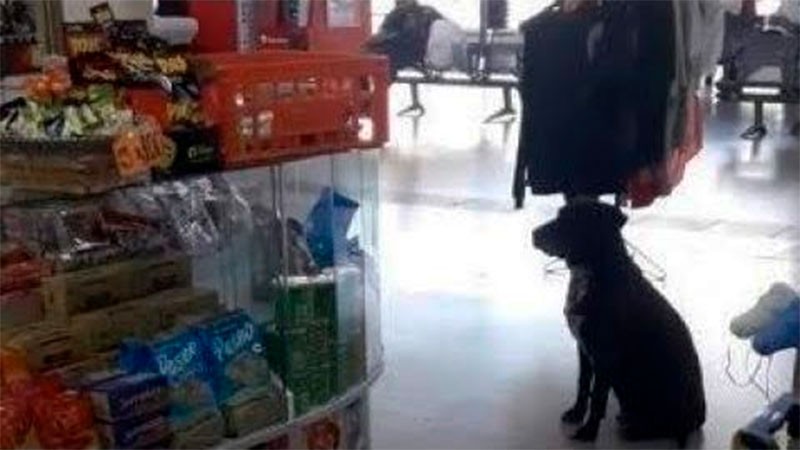 Video: el perro que recorre los kioscos pidiendo cajas de cartón para armarse su cucha | Redes