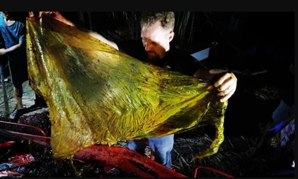 "Rompe el corazón": ballena que murió de hambre tenía 40 kilos de plástico en el estómago | Internacionales