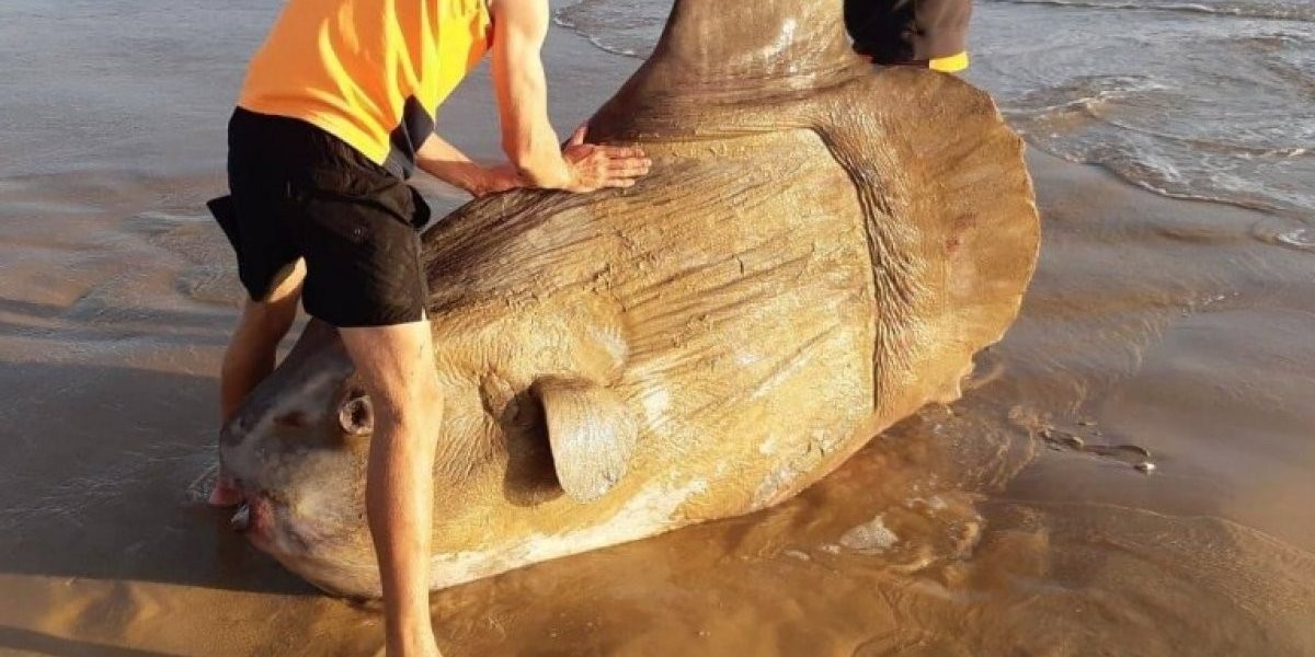 El extraño pez que parecía una estatua que hallaron en la playa de Australia | Curiosidades