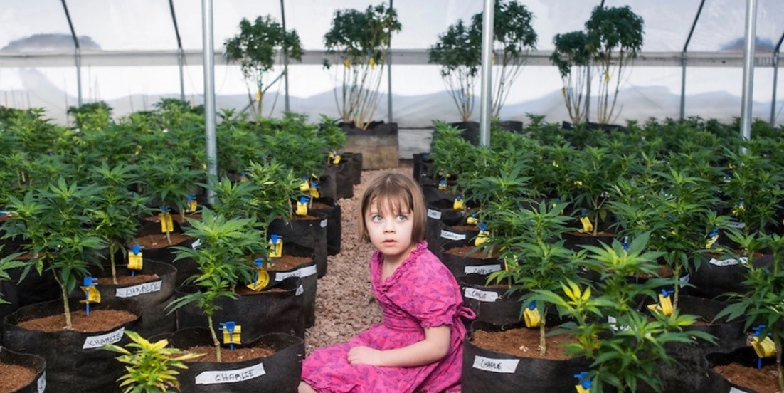 Osecac deberá proveerle cannabis "Charlotte" a un niño con epilepsia | Actualidad