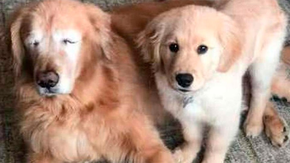 Un perro quedó ciego y un cachorro se convirtió en su lazarillo | Redes