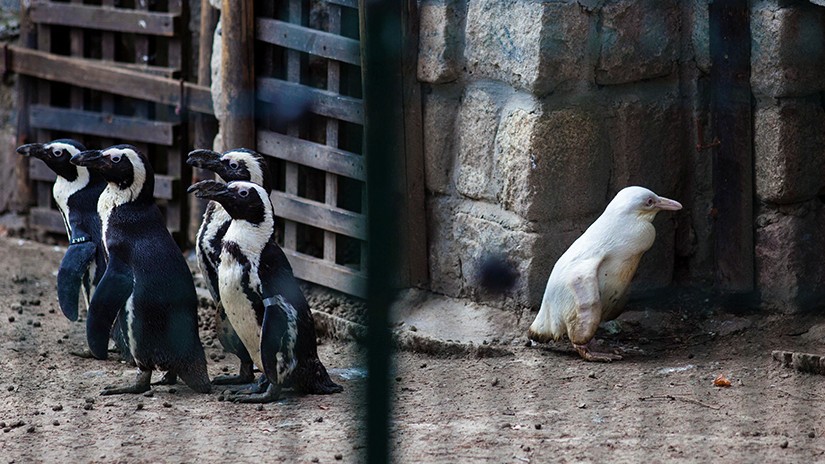 Nació un extraño pingüino albino en un zoológico de Polonia | Curiosidades