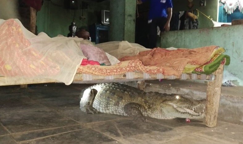 Se despertó por un cocodrilo debajo de su cama | Redes