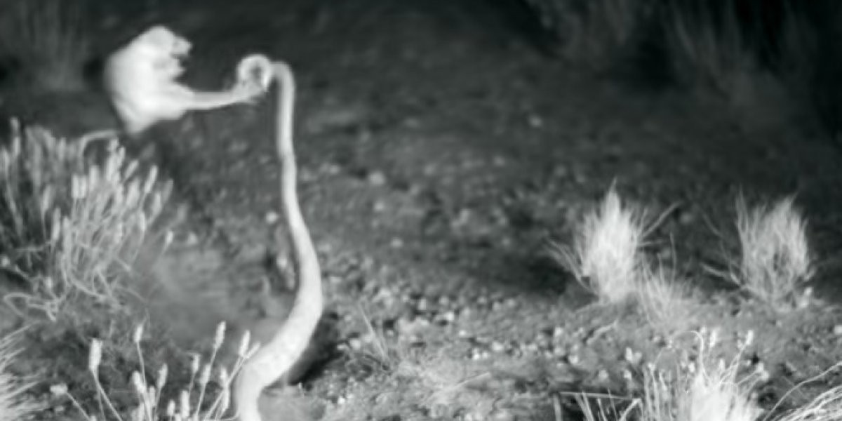 Video: la espectacular patada ninja de una rata para escapar de una serpiente | Curiosidades