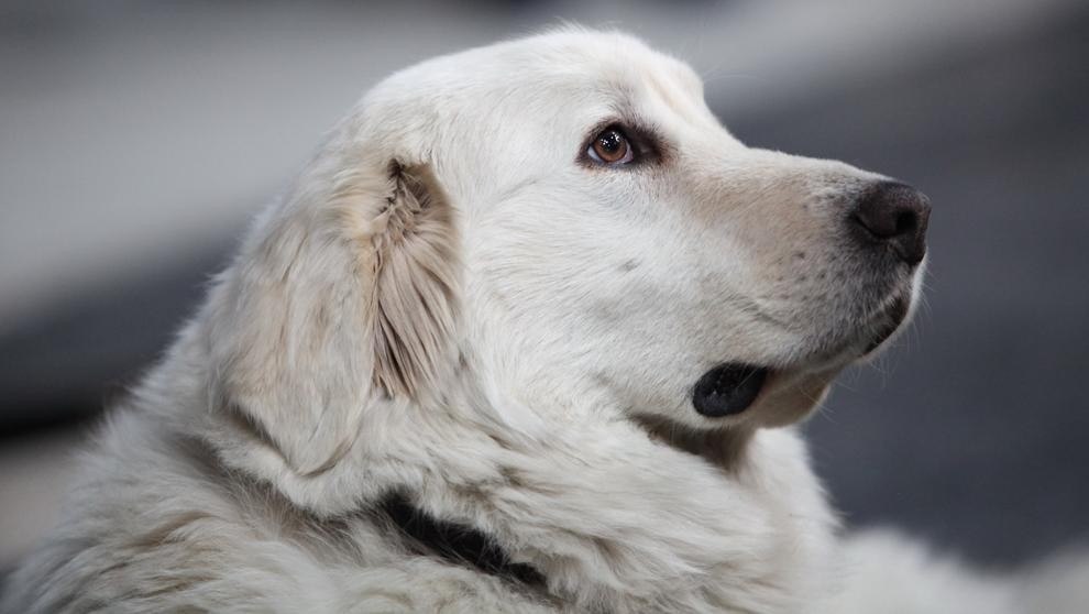 Zero, el perro que muriò en un tiroteo por salvar a sus dueños en Texas | Curiosidades