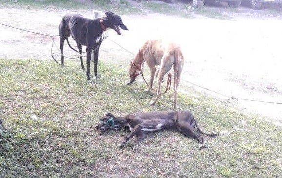 Liberaron a 30 galgos usados en carreras de perros | Actualidad