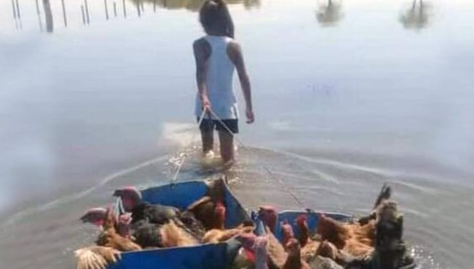 La historia de la nena que improvisó una balsa para salvar a sus animales de la inundación | Actualidad