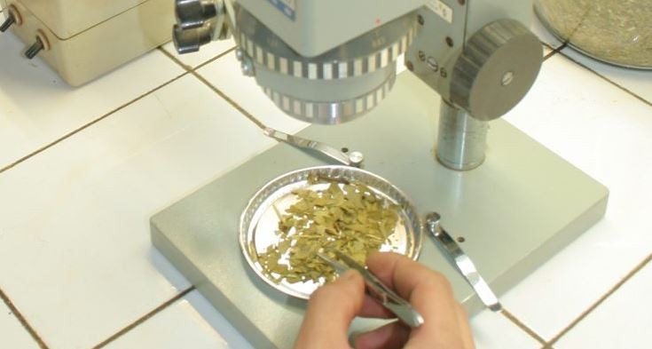 El mate tendría un efecto preventivo sobre el desarrollo de la enfermedad del Parkinson | Actualidad