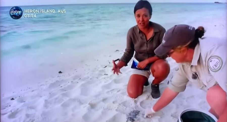 Video: liberaron a una cría de tortuga en peligro de extinción y se la comió una gaviota antes de llegar al mar | Curiosidades