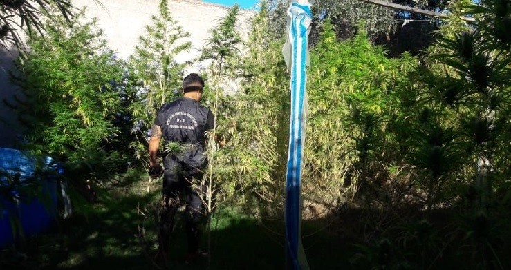 Dos estudiantes de medicina terminaron presas por cultivar y vender marihuana | Actualidad