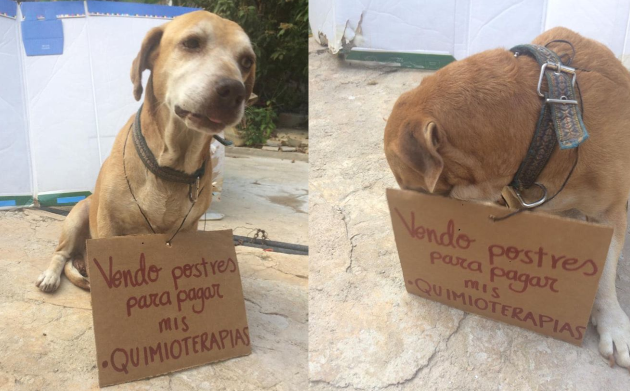 El perro que vende postres para juntar plata para su quimioterapia | Redes