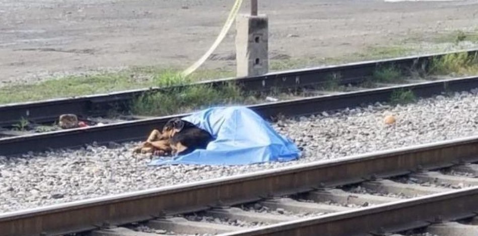 Fue atropellado por un tren en México y su perro se negaba a separarse del cuerpo | Curiosidades
