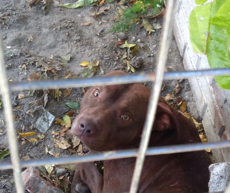 Una mujer murió por 200 mordeduras de su perro pitbull | Actualidad