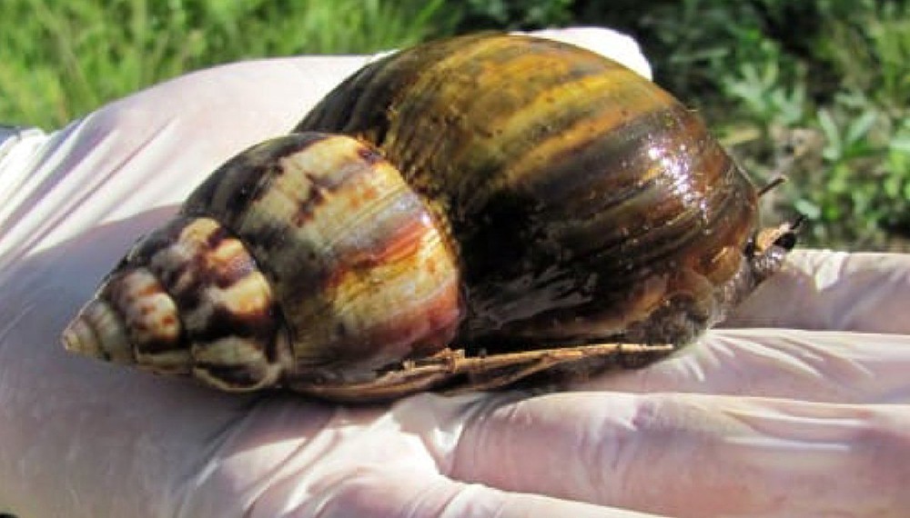 Misiones: alertan por el caracol gigante africano que transmite enfermedades | Actualidad