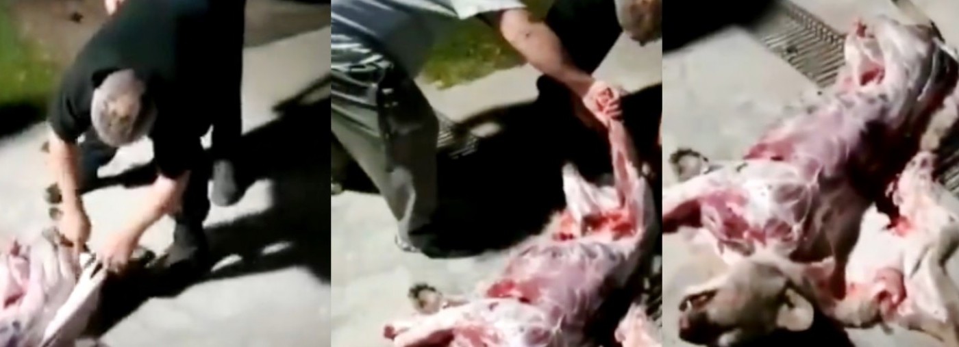 El funcionario de Defensa Civil que arrastró a un perro, ahora faenó a un puma | Actualidad