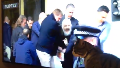 WikiLeaks publicó un video del gato de Julian Assange mirando la detención de su dueño | Redes