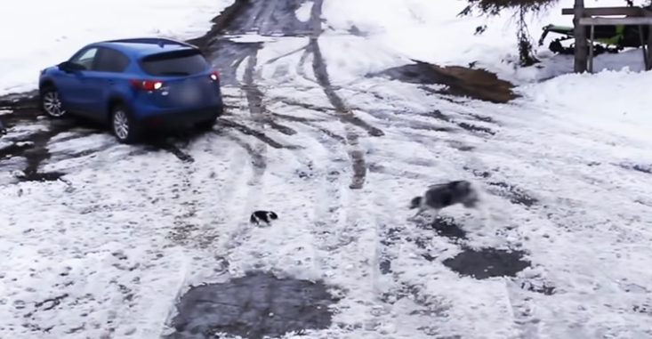 Perro héroe: arriesgó su vida para salvar a un cachorro de ser atropellado por un auto | Redes