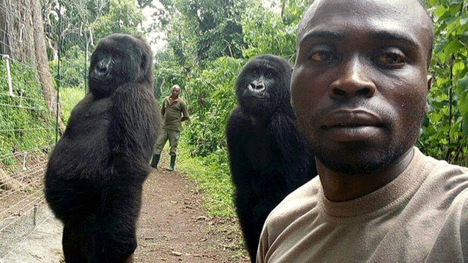 Las selfies de los guardaparques del Congo con gorilas "casi humanos" | Curiosidades