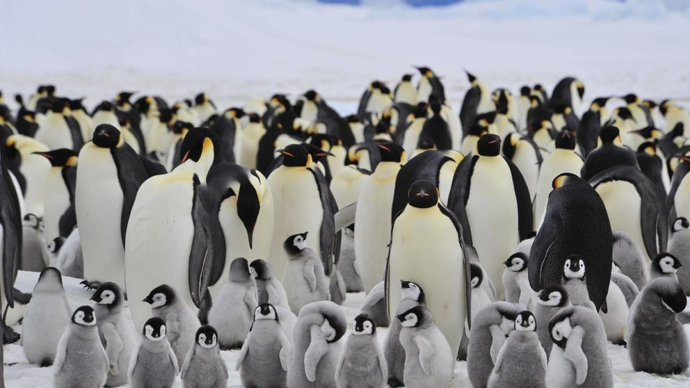 El drama de los pingüinos emperador: por el cambio climático se mueren todas las crías en la Antártida | Internacionales