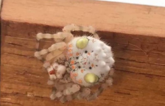 La curiosa araña australiana que parece una suculenta pieza de sushi | Curiosidades