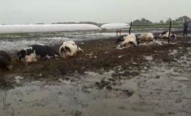 Un rayo mató a 21 vacas en un pueblo de Santa Fe | Actualidad