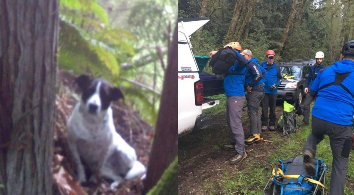 Murió mientras caminaba por el bosque y el ladrido de su perra guió a los rescatistas hasta su cuerpo | Internacionales