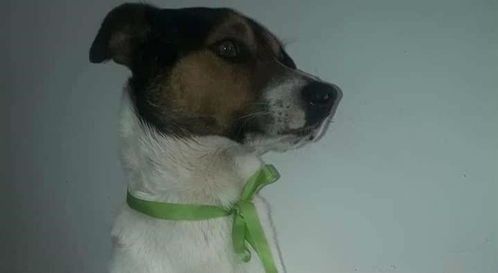 La historia de Pirata, el perro que murió por defender a un hombre de un asalto | Actualidad